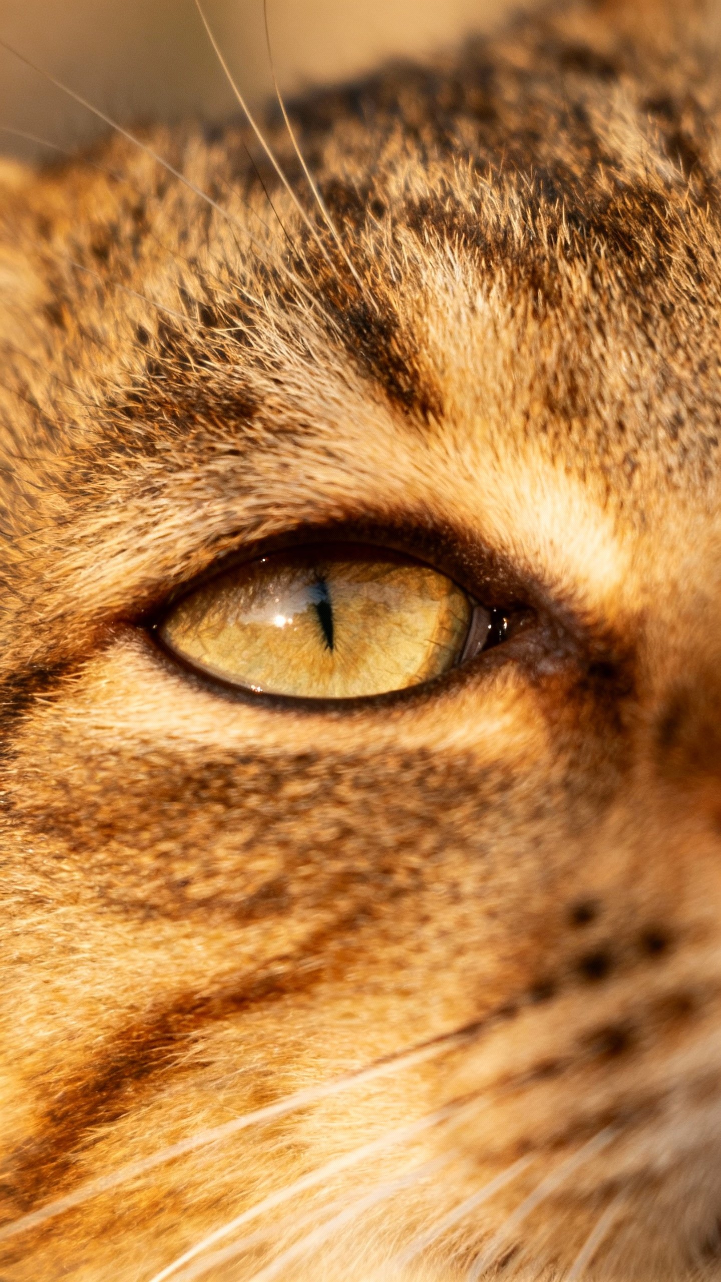 Closeup of cat’s almond eyes doing slow blink