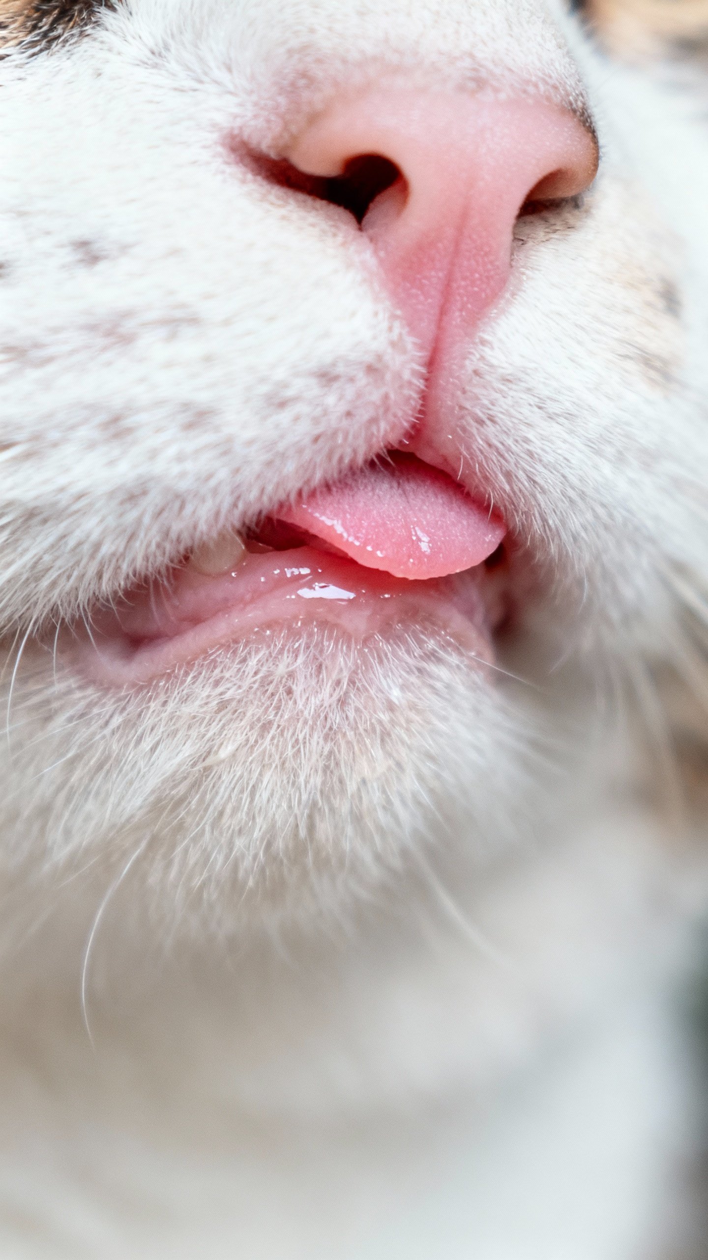 Closeup of pink cat gums under lifted lip