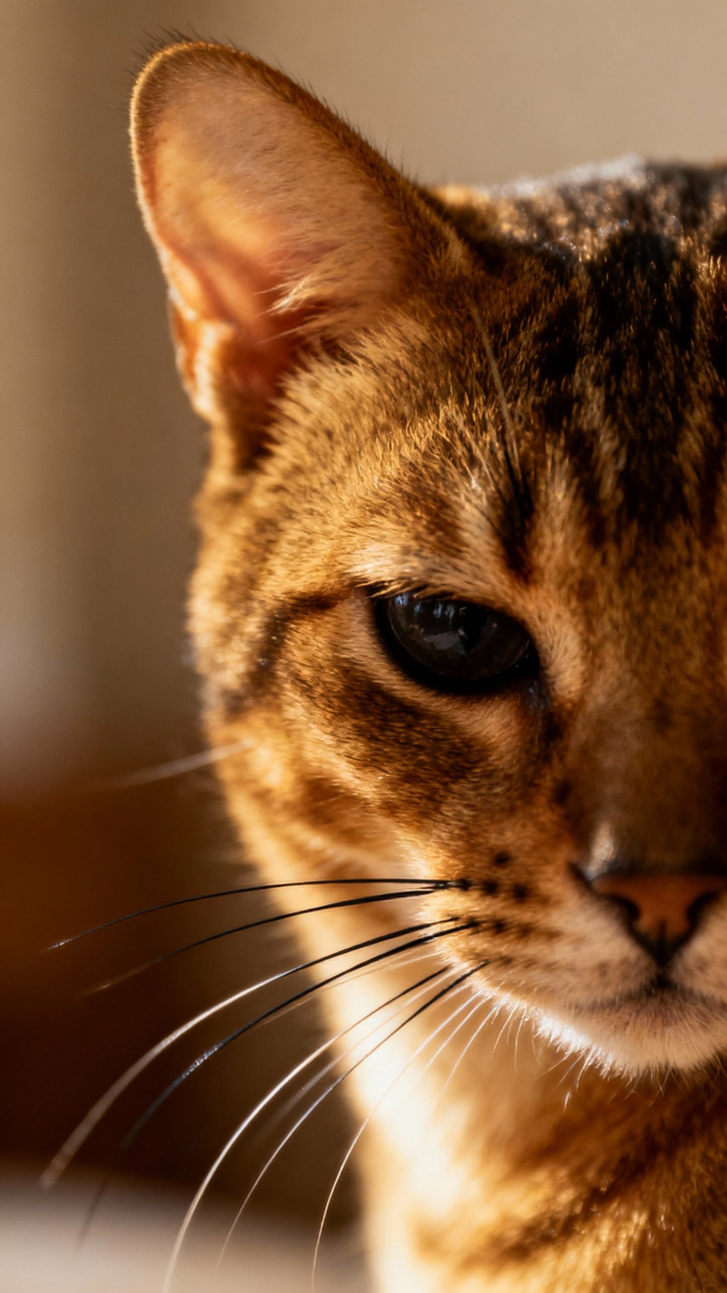 Macro of cat ears pinned back, narrowed eyes, black whiskers, soft indoor light