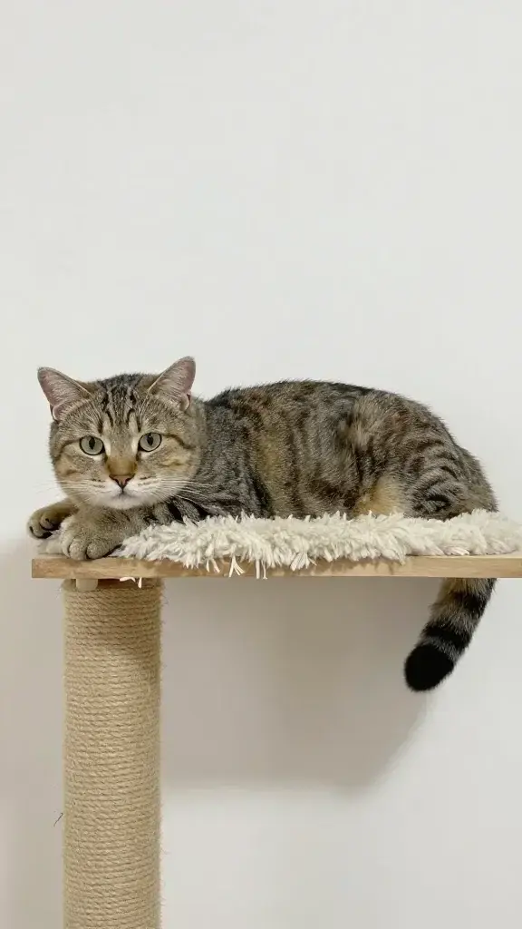 Cat lounging on 12-inch-deep shelf with sisal ramp