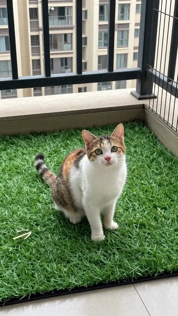 indoor cat on turf mat inside secure balcony enclosure