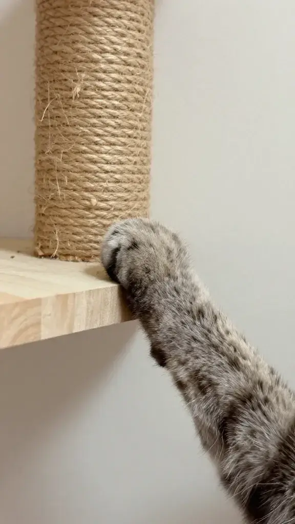 Close-up cat paw gripping sisal-wrapped wall step