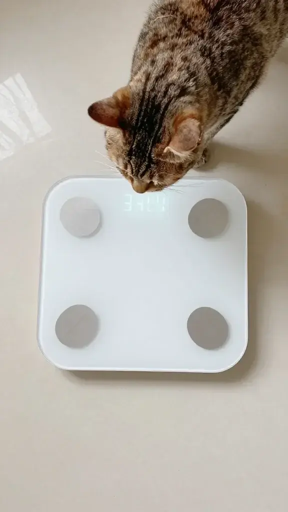 Cat stepping on digital scale, clean bathroom floor