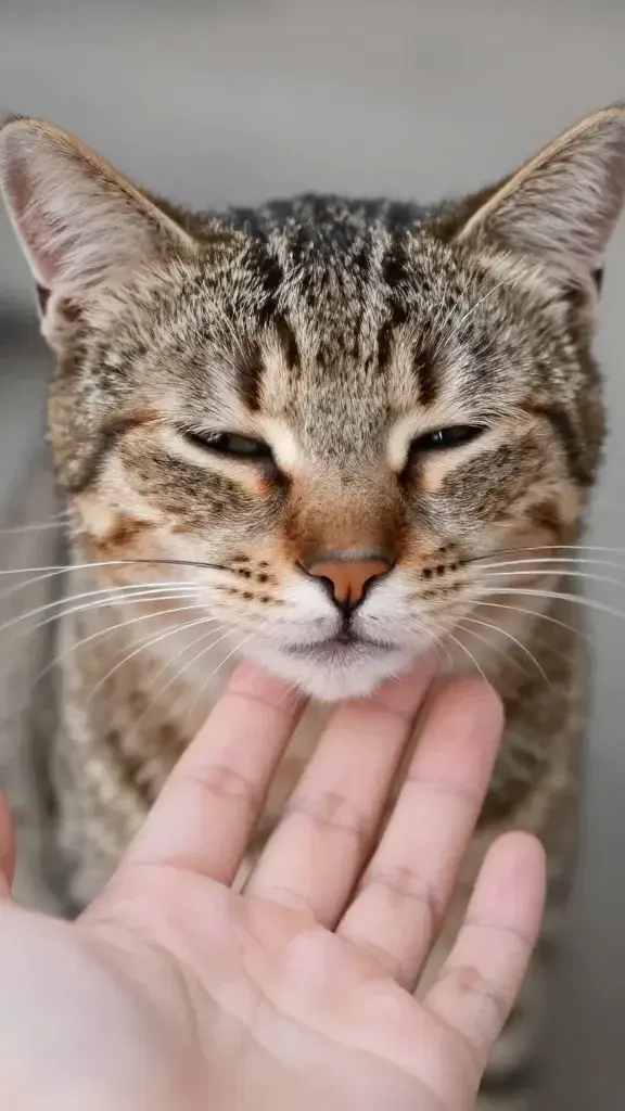 close-up cat slow blinking at human hand