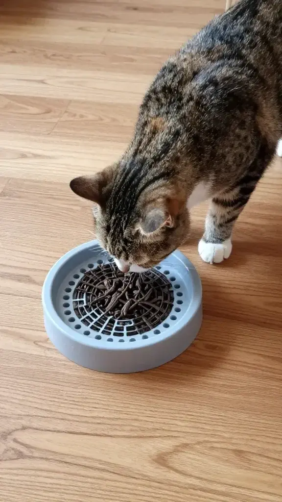 Cat using puzzle feeder tray on hardwood floor