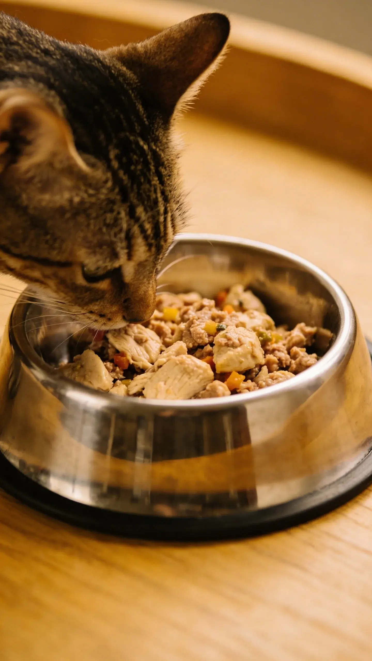 cat eating homemade chicken recipe from stainless bowl