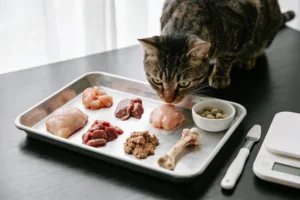 The Truth About Raw Cat Food Recipes Homemade: Benefits, Risks & How to Start