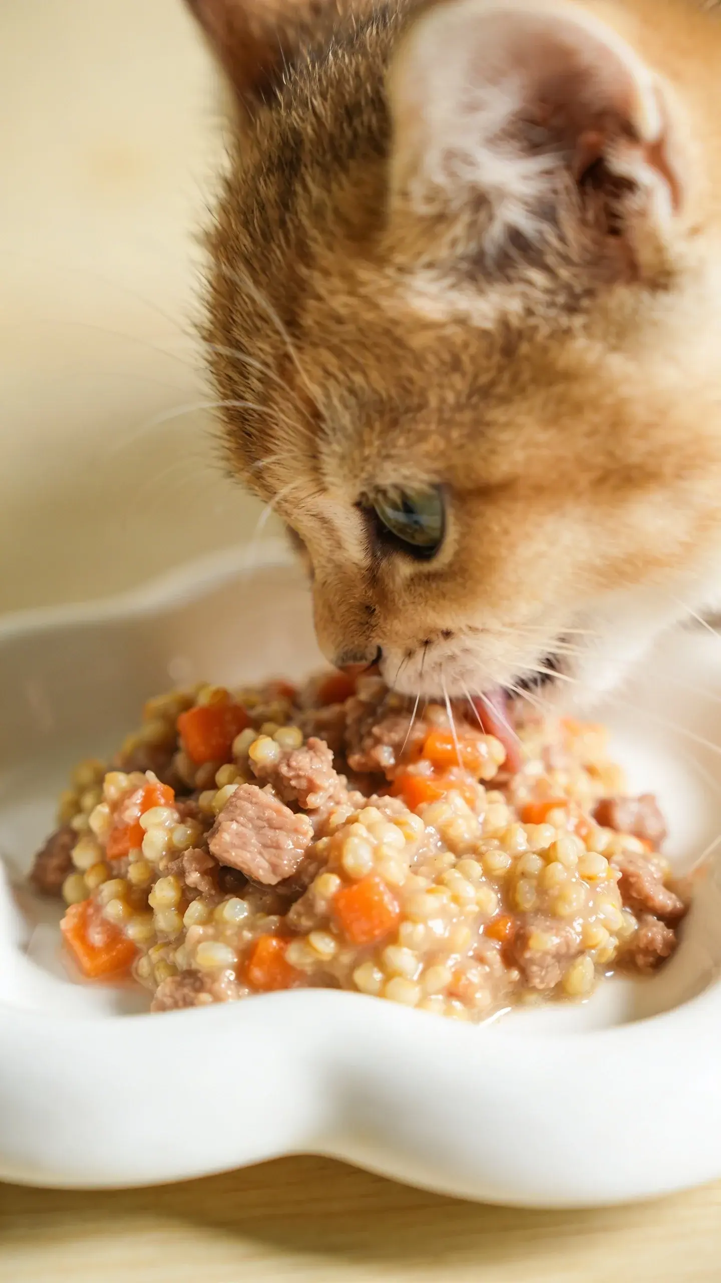 kitten eating balanced homemade mash on white ceramic dish