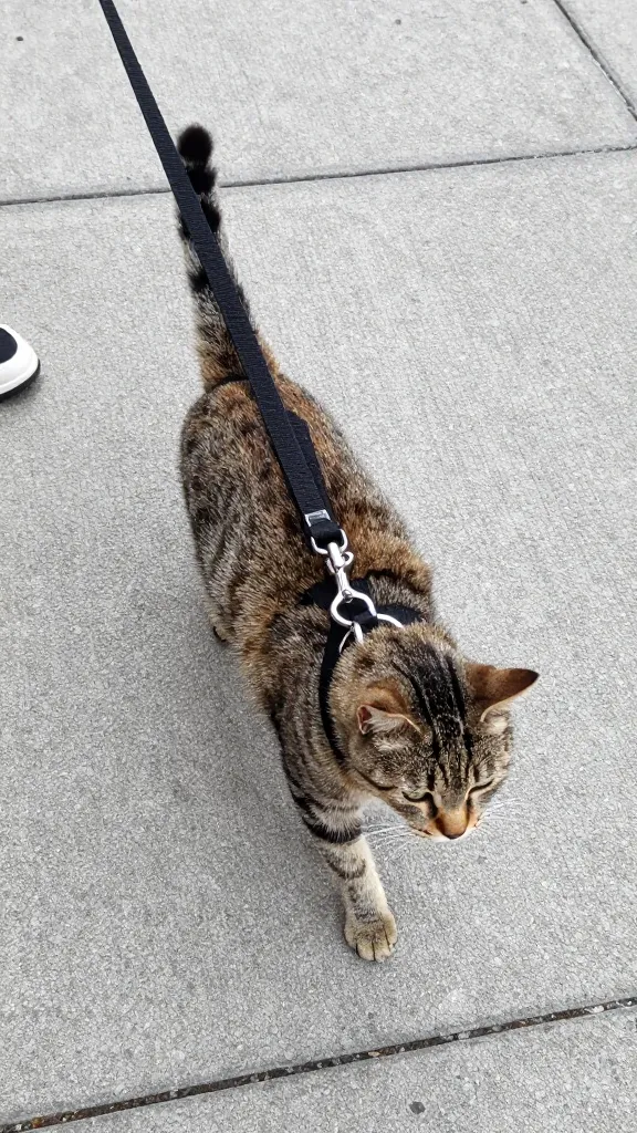 Cat leash attached to back and chest rings, urban sidewalk